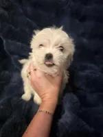 Snow, a male Shih Tzu for sale in Spencer, IN – Photo 5 of 5