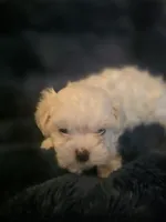 Snow, a male Shih Tzu for sale in Spencer, IN – Photo 3 of 4