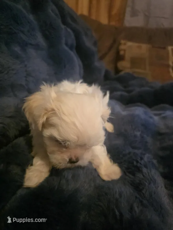 Snow – Shih Tzu puppy for sale in Spencer, IN