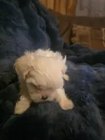 Snow, a male Shih Tzu for sale in Spencer, IN – Photo 1 of 4