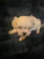 Snow, a male Shih Tzu for sale in Spencer, IN – Photo 4 of 4