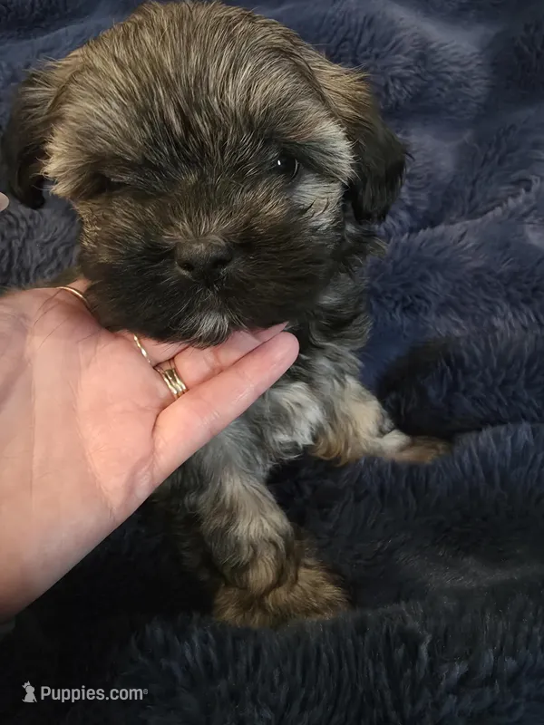 Brookie – Shih Tzu puppy for sale in Spencer, IN