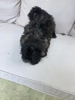 Puppy, a female Maltese and Shih Tzu for sale in Spencer, IN – 3 of 6
