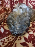 Sweet boy, a male Shichon and Mal Shi for sale in Spencer, IN – Photo 4 of 4