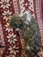 Sweet boy, a male Shichon and Mal Shi for sale in Spencer, IN – Photo 2 of 4
