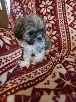 Sweet boy, a male Shichon and Mal Shi for sale in Spencer, IN – Photo 3 of 4