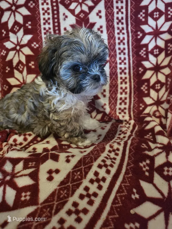 Sweet boy, a male Shichon and Mal Shi for sale in Spencer, IN – Photo 1 of 4