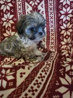 Sweet boy, a male Shichon and Mal Shi for sale in Spencer, IN – Photo 1 of 4