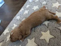 Milo, a male Poodle - Miniature  and Miniature Goldendoodle for sale in Baker City, OR – 3 of 5
