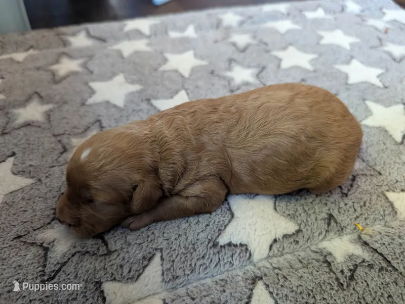 Daisy – Poodle - Miniature , Miniature Goldendoodle puppy for sale in Baker City, OR
