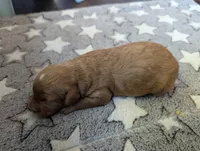 Daisy, a female Poodle - Miniature  and Miniature Goldendoodle for sale in Baker City, OR – 1 of 4