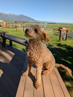 Teddy, a male Poodle - Miniature  and Miniature Goldendoodle for sale in Baker City, OR – 2 of 5