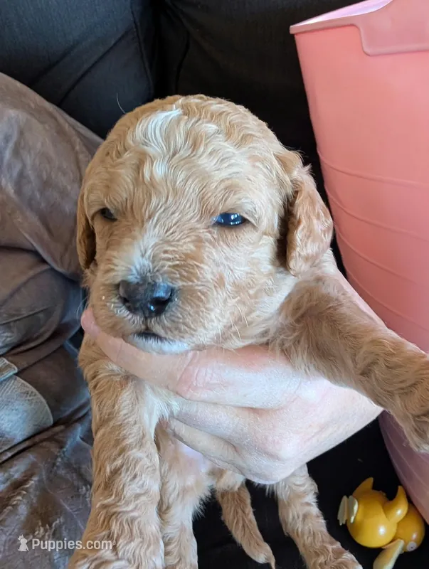 Biscuit – Poodle - Miniature , Miniature Goldendoodle puppy for sale in Baker City, OR