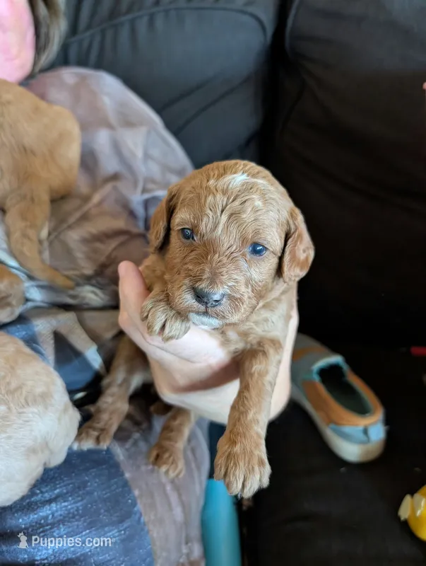 Teddy – Poodle - Miniature , Miniature Goldendoodle puppy for sale in Baker City, OR