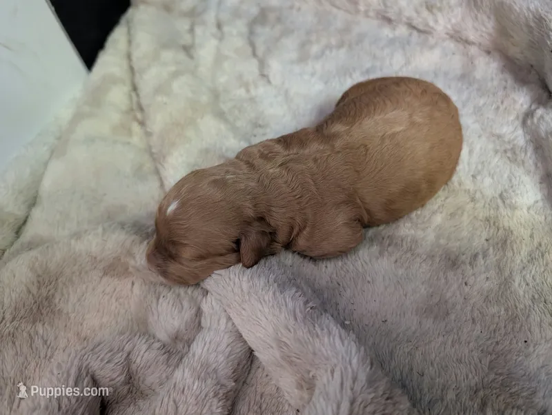 Willow – Poodle - Miniature , Miniature Goldendoodle puppy for sale in Baker City, OR