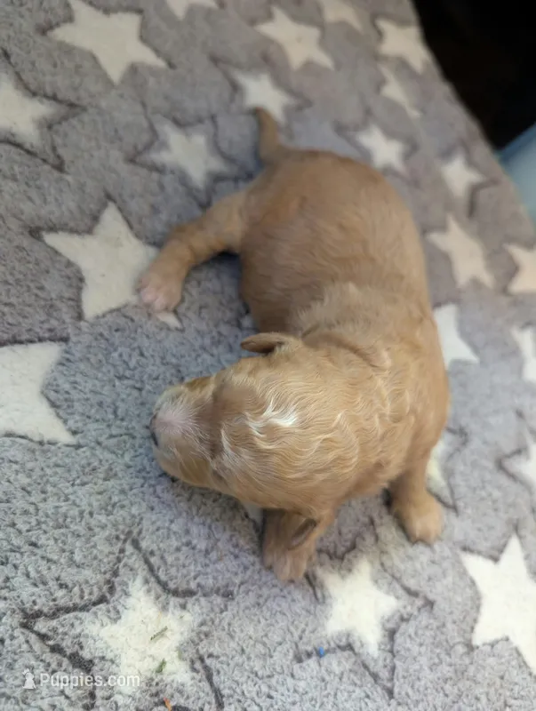 Honey – Poodle - Miniature , Miniature Goldendoodle puppy for sale in Baker City, OR
