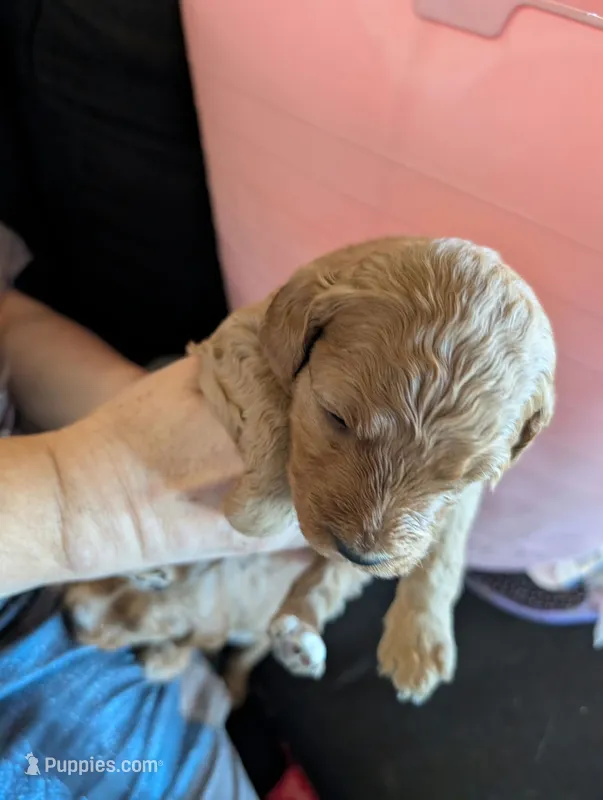 Willow – Poodle - Miniature , Miniature Goldendoodle puppy for sale in Baker City, OR