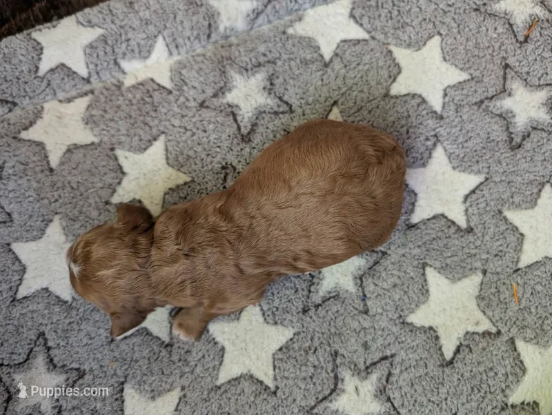 Rosie – Poodle - Miniature , Miniature Goldendoodle puppy for sale in Baker City, OR