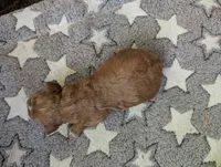 Rosie, a female Poodle - Miniature  and Miniature Goldendoodle for sale in Baker City, OR – 1 of 4