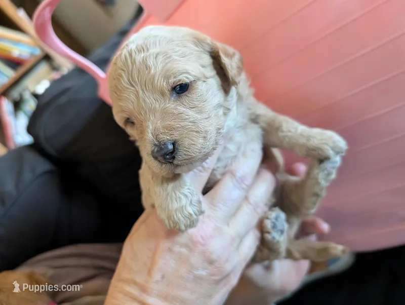 Honey – Poodle - Miniature , Miniature Goldendoodle puppy for sale in Baker City, OR