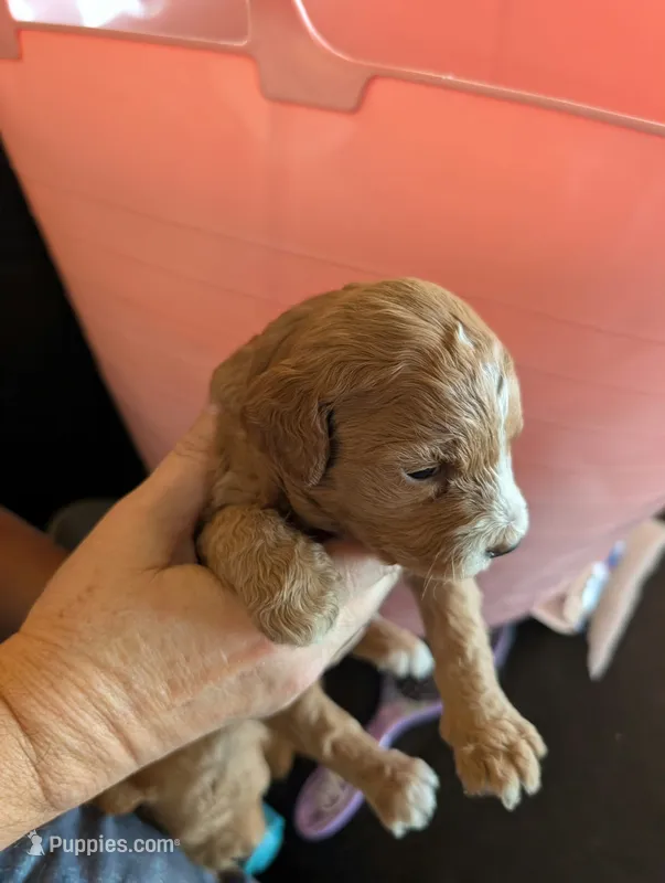 Daisy – Poodle - Miniature , Miniature Goldendoodle puppy for sale in Baker City, OR
