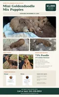 Biscuit, a male Poodle - Miniature  and Miniature Goldendoodle for sale in Baker City, OR – 5 of 5