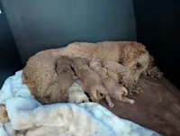 Milo, a male Poodle - Miniature  and Miniature Goldendoodle for sale in Baker City, OR – 2 of 5