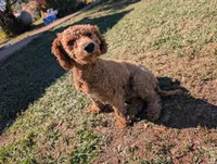 Biscuit, a male Poodle - Miniature  and Miniature Goldendoodle for sale in Baker City, OR – 4 of 5