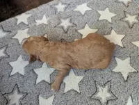 Milo, a male Poodle - Miniature  and Miniature Goldendoodle for sale in Baker City, OR – 1 of 5
