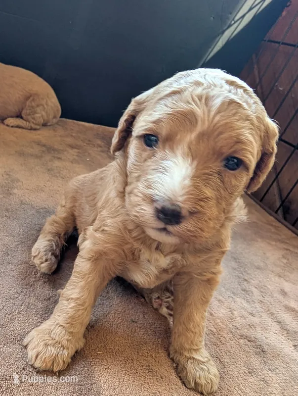 Milo – Poodle - Miniature , Miniature Goldendoodle puppy for sale in Baker City, OR