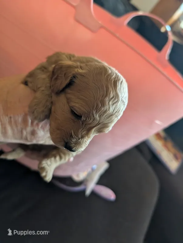 Rosie – Poodle - Miniature , Miniature Goldendoodle puppy for sale in Baker City, OR