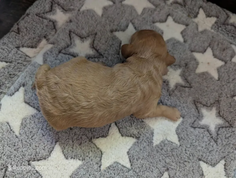 Teddy – Poodle - Miniature , Miniature Goldendoodle puppy for sale in Baker City, OR