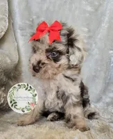Red bow girl, a female Poodle - Toy  and Poodle - Miniature  for sale in Warrior, AL – 5 of 5