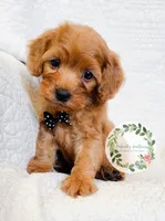 Black bow boy., a male Cavapoo for sale in Warrior, AL – 1 of 4