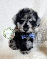 Blue Merle boy (Blue tie), a male Cavapoo for sale in Warrior, AL – 3 of 4