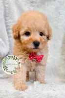 Red bowtie boy, a male Poodle - Toy  for sale in Warrior, AL – 2 of 3