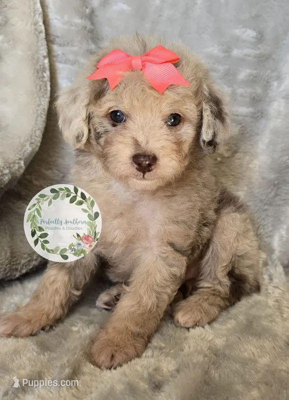 Peach bow girl – Poodle - Toy , Poodle - Miniature  puppy for sale in Warrior, AL