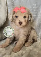 Peach bow girl, a female Poodle - Toy  and Poodle - Miniature  for sale in Warrior, AL – 1 of 5