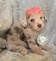 Peach bow girl, a female Poodle - Toy  and Poodle - Miniature  for sale in Warrior, AL – 4 of 5