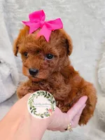 Pink bow girl, a female Poodle - Toy  for sale in Warrior, AL – 3 of 5
