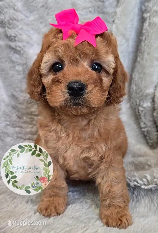Pink girl – Cavapoo puppy for sale in Warrior, AL