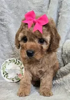 Pink girl, a female Cavapoo for sale in Warrior, AL – Photo 2 of 2