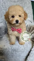Red bow boy, a male Poodle - Toy  for sale in Warrior, AL – 5 of 5