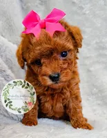 Pink bow girl, a female Poodle - Toy  for sale in Warrior, AL – 5 of 5