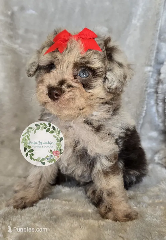 Red bow girl – Poodle - Toy , Poodle - Miniature  puppy for sale in Warrior, AL