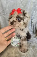 Red bow girl, a female Poodle - Toy  and Poodle - Miniature  for sale in Warrior, AL – 3 of 5