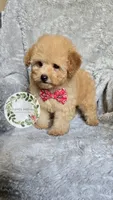 Red bow boy, a male Poodle - Toy  for sale in Warrior, AL – 3 of 5