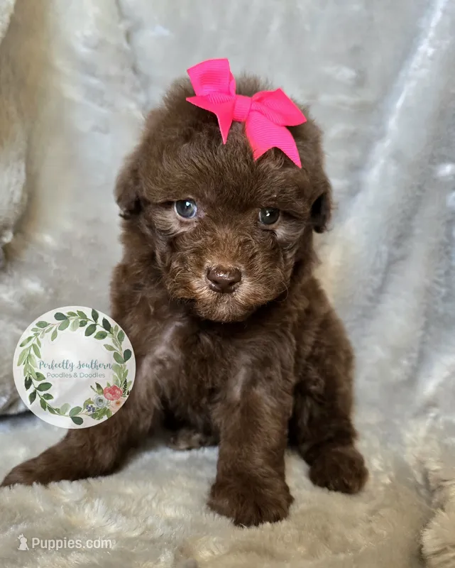 Pink bow girl – Poodle - Toy , Poodle - Miniature  puppy for sale in Warrior, AL