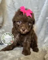 Pink bow girl, a female Poodle - Toy  and Poodle - Miniature  for sale in Warrior, AL – 1 of 4