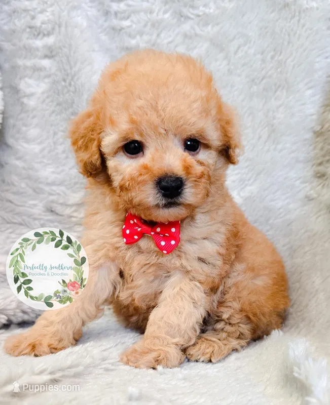 Red bowtie boy – Poodle - Toy  puppy for sale in Warrior, AL